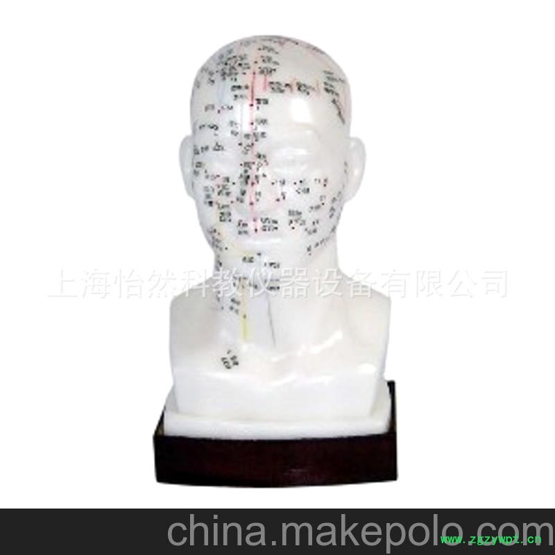 KY-09 头部针灸模型/面部穴位模型/四功能头部腧穴模型（20cm）图2