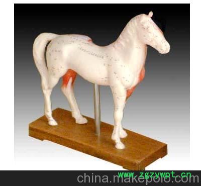 马体针灸模型 马体穴位模型 马体解剖模型