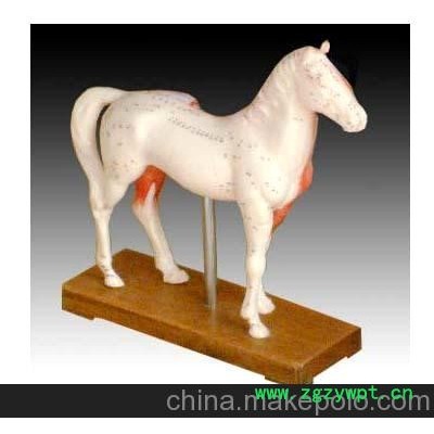 马体针灸模型 马体穴位模型 马体解剖模型