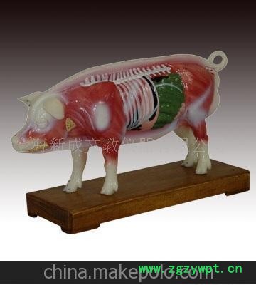 供应猪体针灸模型（吃过猪肉、看过猪跑，模型上再了解猪吧）图2