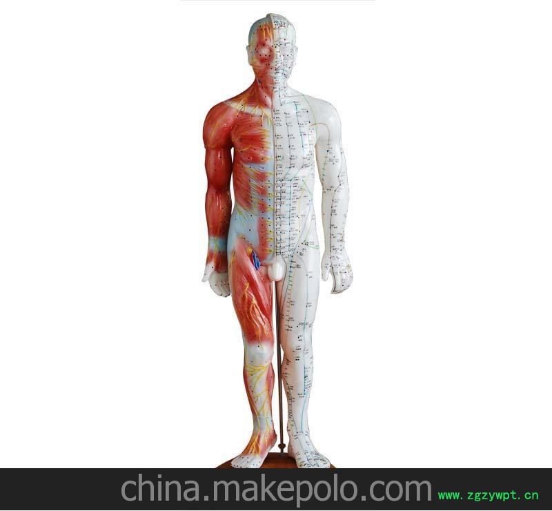供应55CM男性针灸模型（带肌肉解剖） 针灸模型图2