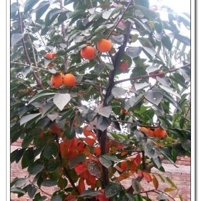 火晶柿子树苗批发，水晶柿子苗木产地，火罐柿子