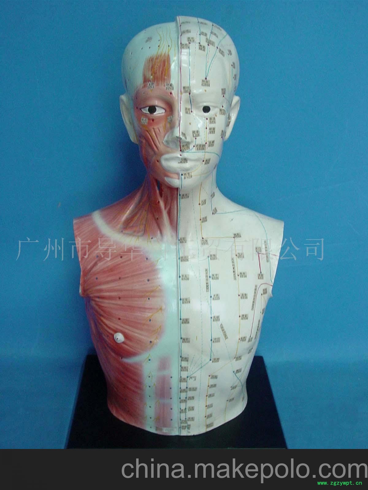 GD0406E000半皮半肌针灸人带黑塑座图2