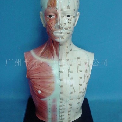 GD0406E000半皮半肌针灸人带黑塑座