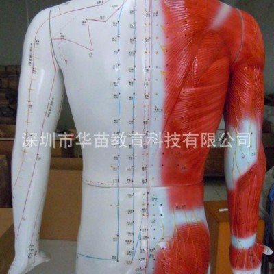 1.78米智能语音人体针灸穴位模型：多媒体穴位按摩 半皮肤半肌肉