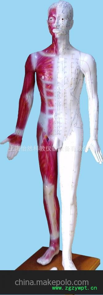 标准针灸穴位模型医学模型图2