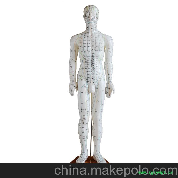 60CM人体针灸穴位模型图2