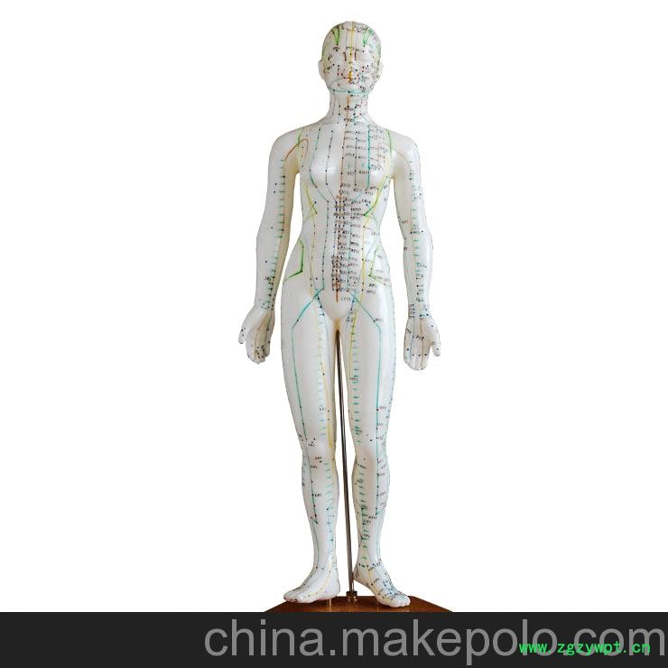 60CM人体针灸穴位模型图3