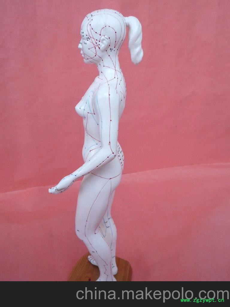 批发供应48CM女性针灸模型图3