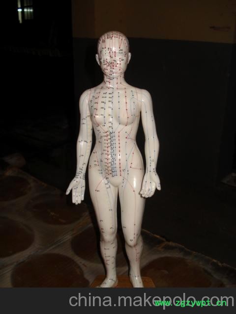 批发供应48CM女性针灸模型图2