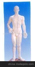 针灸模型 半皮肤人体针灸模型