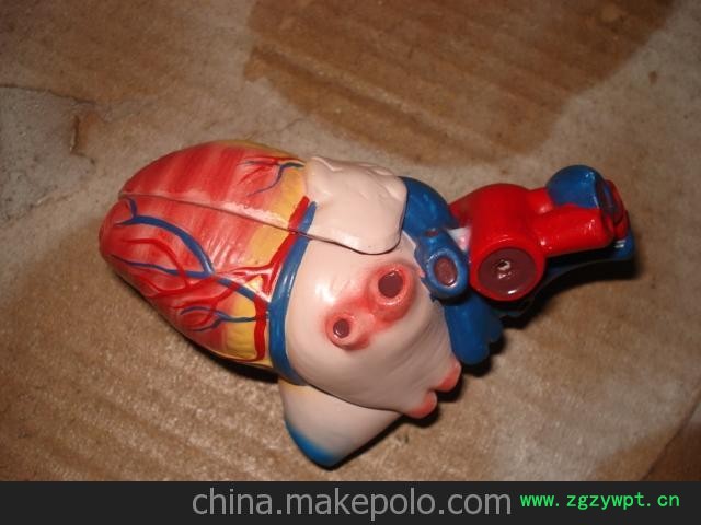 批发供应人体心脏针灸模型图2