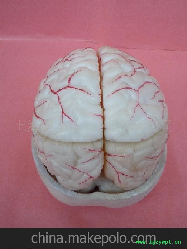 批发供应脑动脉针灸模型图2