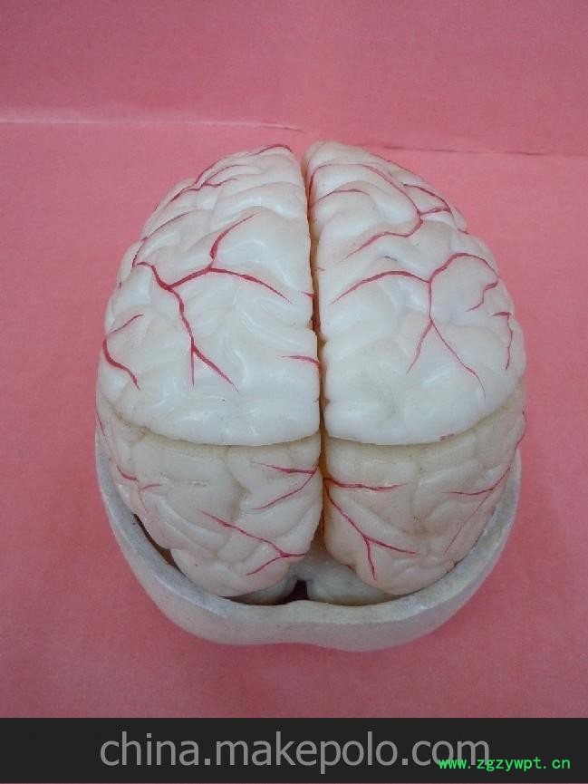 批发供应脑动脉针灸模型