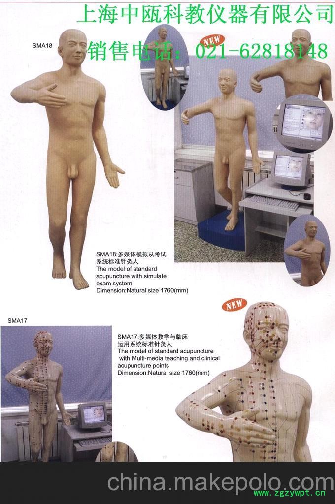 医学针灸模型 解剖模型图3