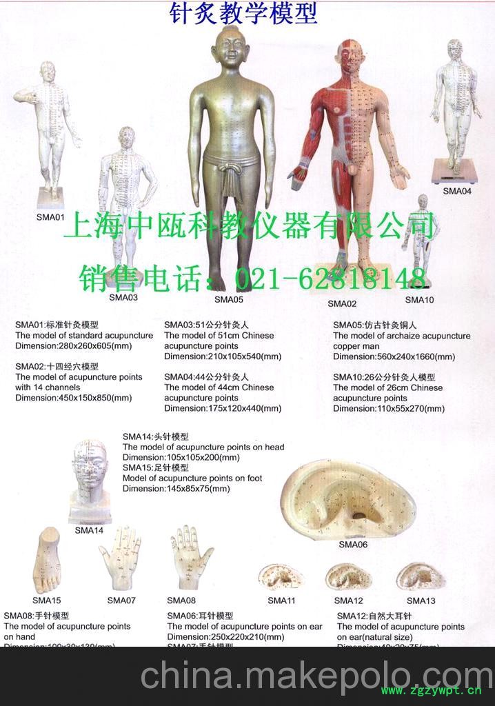 医学针灸模型 解剖模型图2