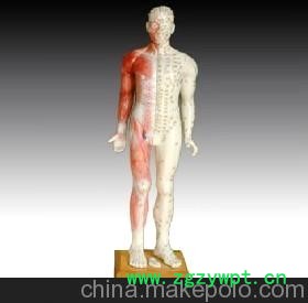 人体针灸模型请选舒百康品牌