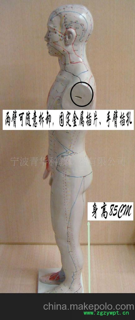 人体针灸模型（85CM）材料PVC图2