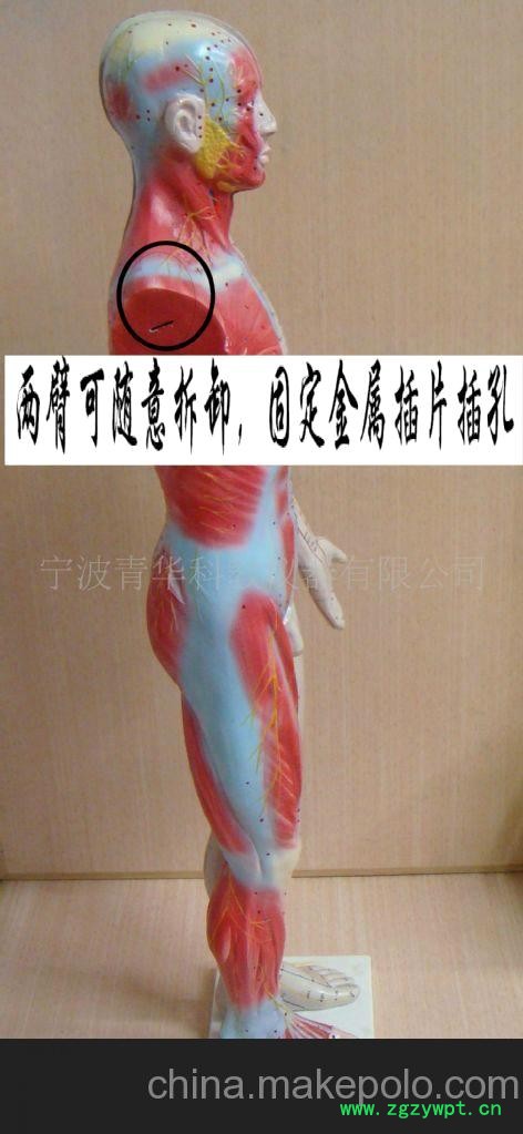 人体针灸模型（85CM）材料PVC图3