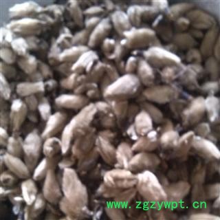 【录建药业】辛夷花 辛夷花 产地 河南省图2