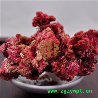 鸡冠花 鸡冠花 产地 四川省 凤尾鸡冠 大鸡公花 红鸡冠图3