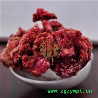 鸡冠花 鸡冠花 产地 四川省 凤尾鸡冠 大鸡公花 红鸡冠图4