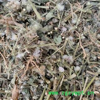 野生山草药夜香牛 消山虎 寄色草假咸虾花伤寒草染色草缩盖斑鸿菊拐棍参 植物全草切断干品图2