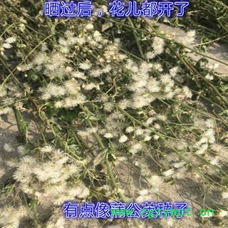 野生山草药夜香牛 消山虎 寄色草假咸虾花伤寒草染色草缩盖斑鸿菊拐棍参 植物全草切断干品图3