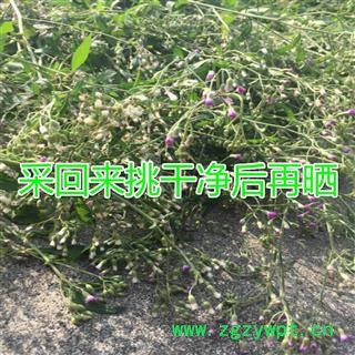 野生山草药夜香牛 消山虎 寄色草假咸虾花伤寒草染色草缩盖斑鸿菊拐棍参 植物全草切断干品图4