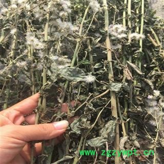 野生山草药夜香牛 消山虎 寄色草假咸虾花伤寒草染色草缩盖斑鸿菊拐棍参 植物全草切断干品