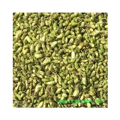 槐米 统 产地 山东省