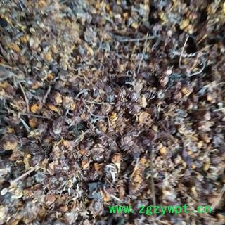 清仓特价纯野生无硫野菊花，黄菊花，山菊花，养生凉茶泡茶图4