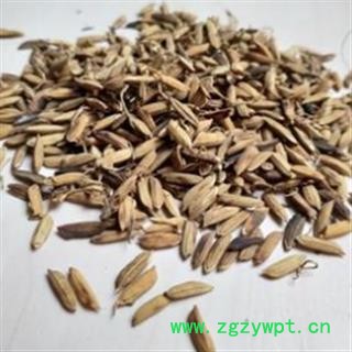 稻芽 炒稻芽统货 产地 安徽省