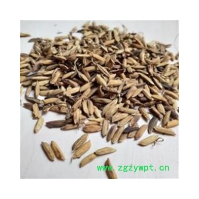 稻芽 炒稻芽统货 产地 安徽省