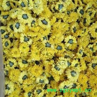 菊花 婺源皇菊 产地 安徽省黄山市图2