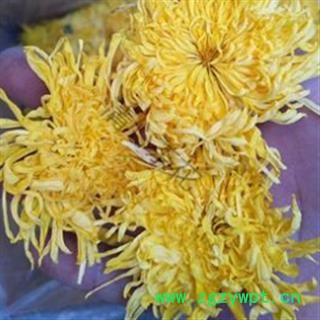 菊花 金丝黄菊 产地 安徽省淮北市图2