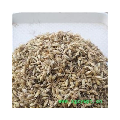 麦芽 麦芽统货 产地 河南省商丘市