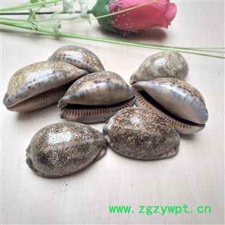 紫贝齿 选货 产地 山东省图2