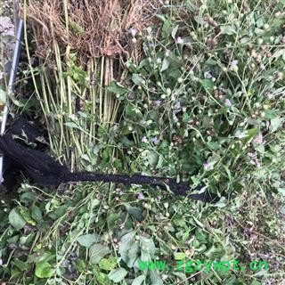 野生全草切断狗仔花 咸虾花 狗崽花无硫干品图3