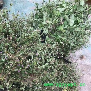 野生全草切断狗仔花 咸虾花 狗崽花无硫干品图2