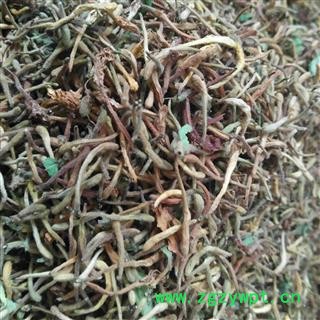 金银花 野生好货 产地 陕西省秦岭山区图3