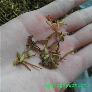 金银花 野生好货 产地 陕西省秦岭山区图2