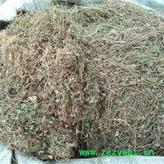 广西壮乡中草药 野生 满天星 天星草 产地 广西柳州图2