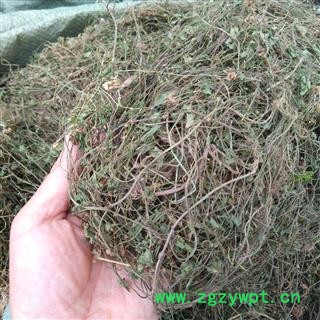 广西壮乡中草药 野生 满天星 天星草 产地 广西柳州