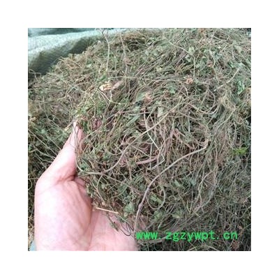 广西壮乡中草药 野生 满天星 天星草 产地 广西柳州