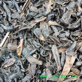 水蛭 大水蛭清水选货 产地 江苏省图2