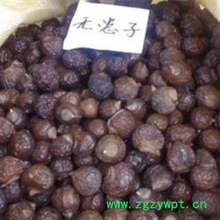 无患子 统货 产地 吉林省图2