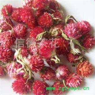 贡菊 红巧梅 产地 内蒙古自治区图2