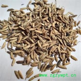 稻芽 稻芽统货 产地 安徽省图2