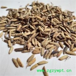 稻芽 稻芽统货 产地 安徽省